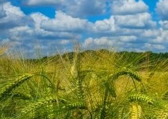 Why We're Proud to Be a Suffolk Business